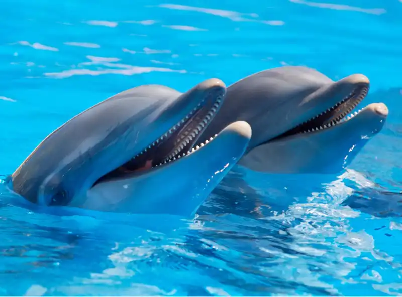 Dolphin Cove Sudlow Tours and Transfers